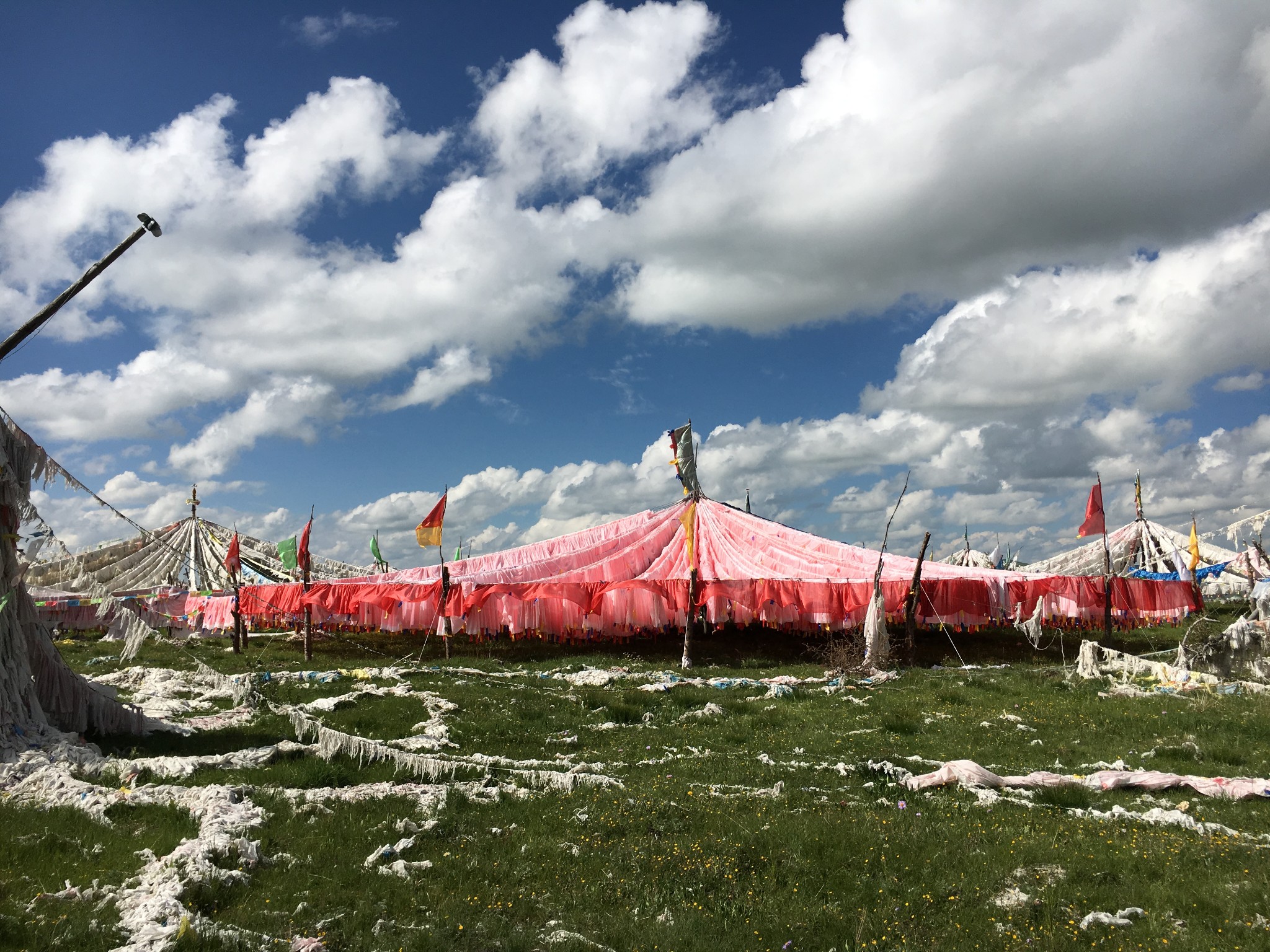 6月阿坝州红原赏花之旅