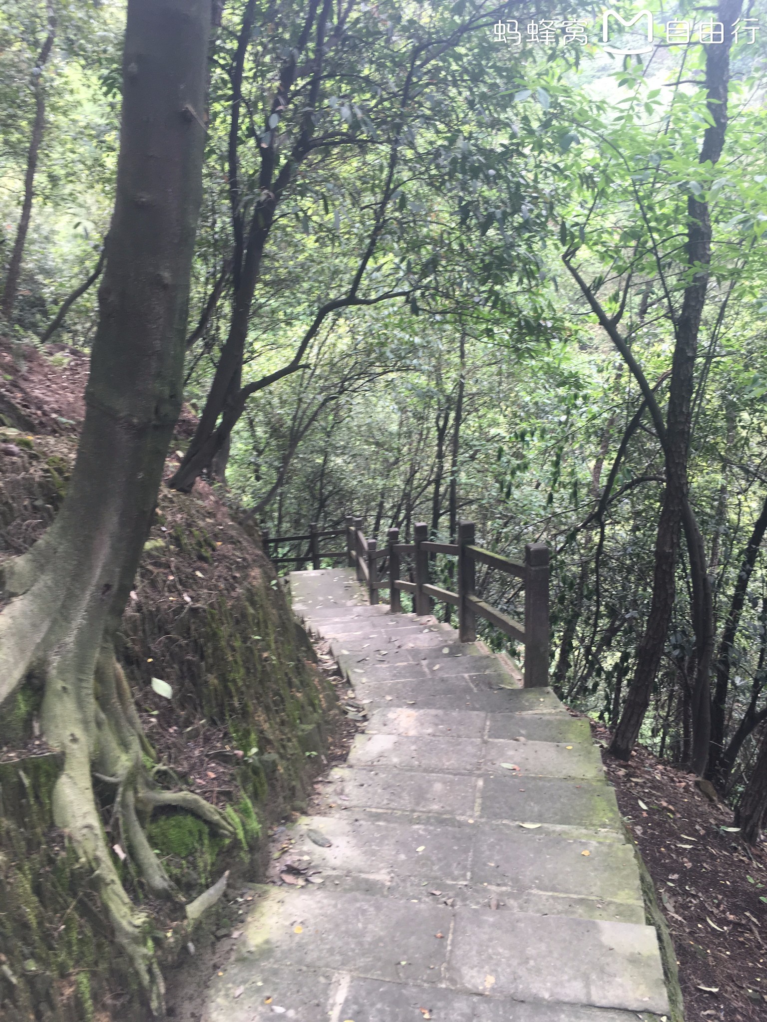 重庆尖刀山森林公园